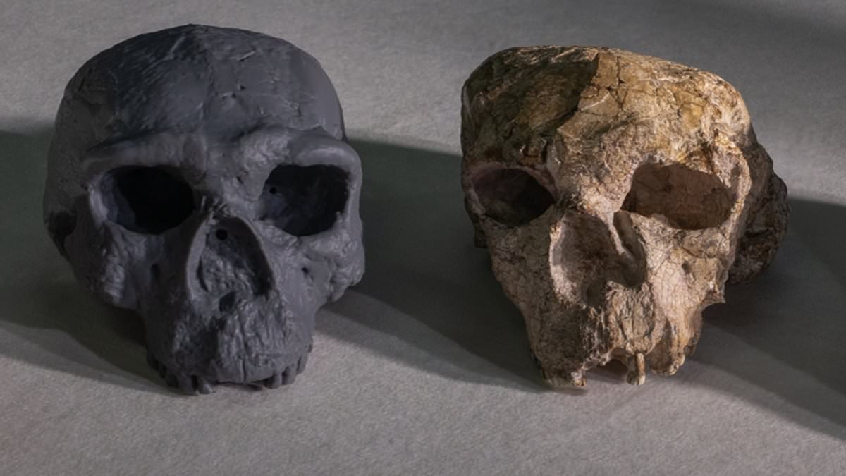 Ancient skull pushes back Homo sapiens origins by 400,000 years, study says