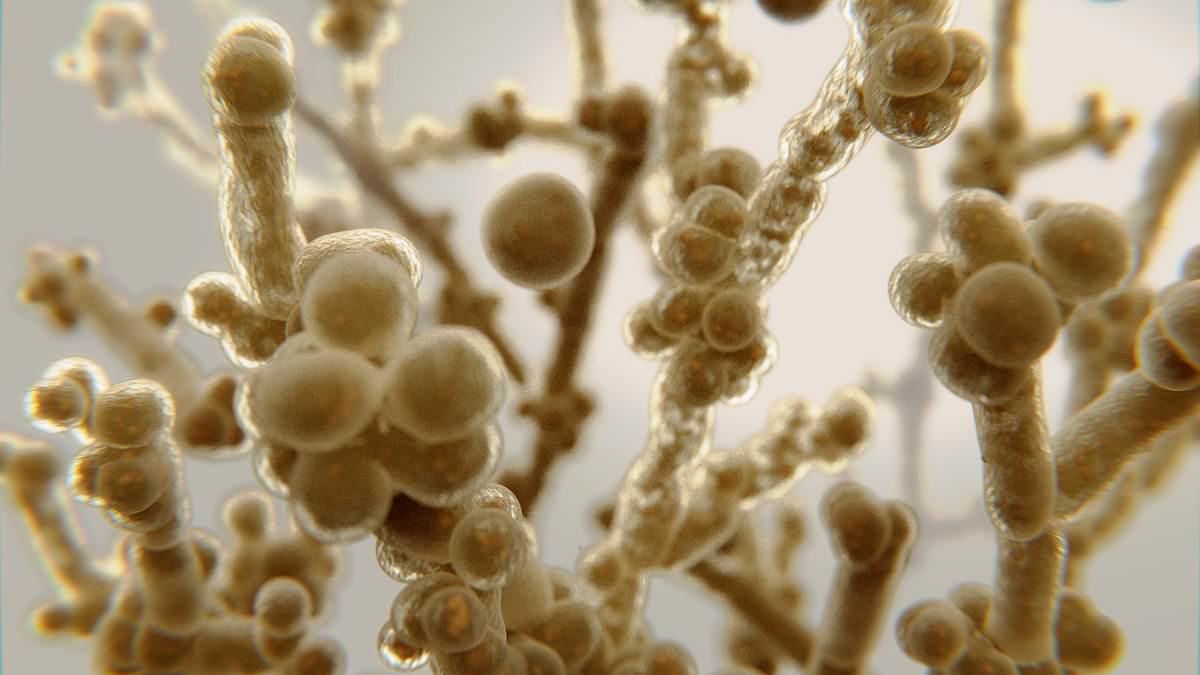 Drug‑resistant fungus C. auris spreading through European hospitals, ECDC warns