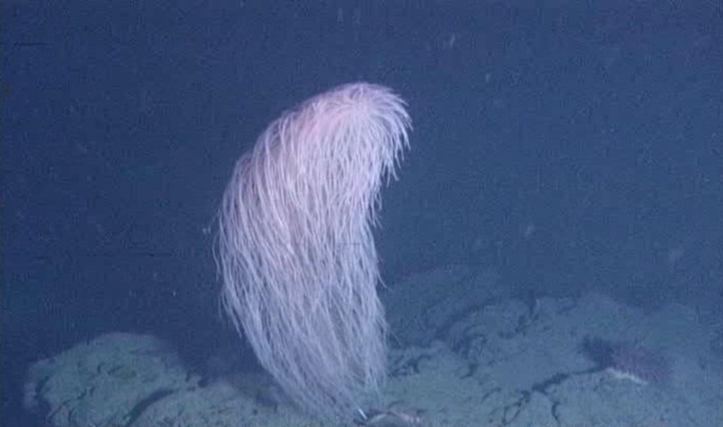 Coral named Iridogorgia chewbacca new