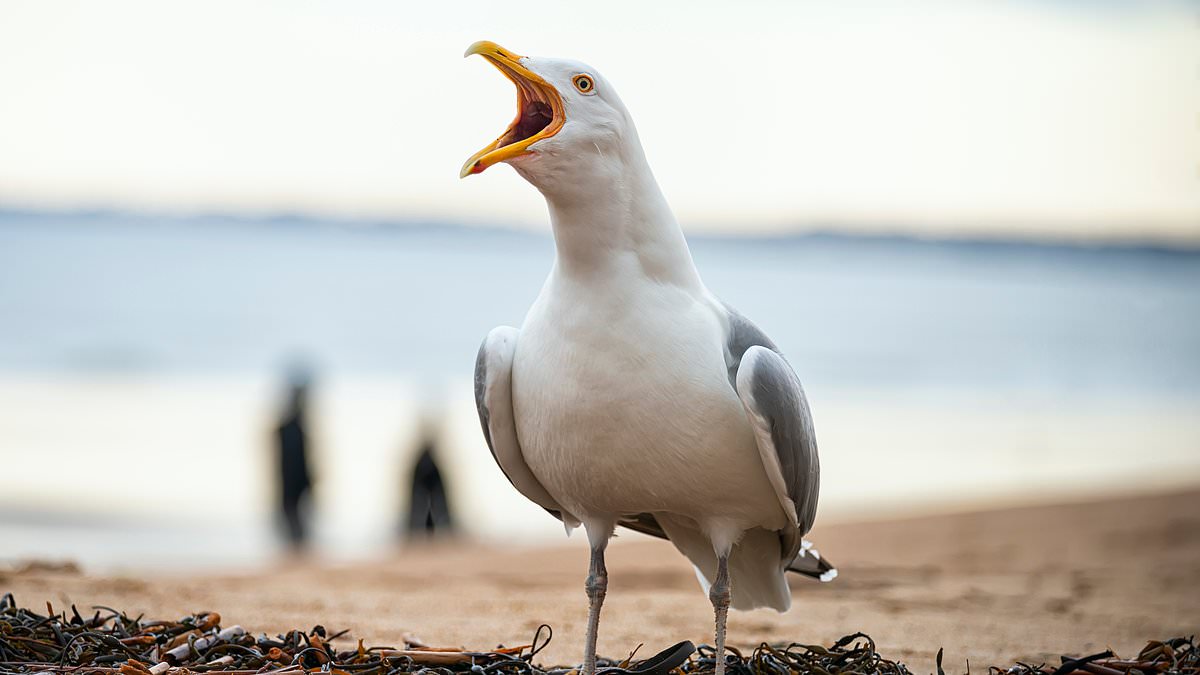 Seagull summit exclusion sparks 'stitch-up' accusations as MSPs are left out