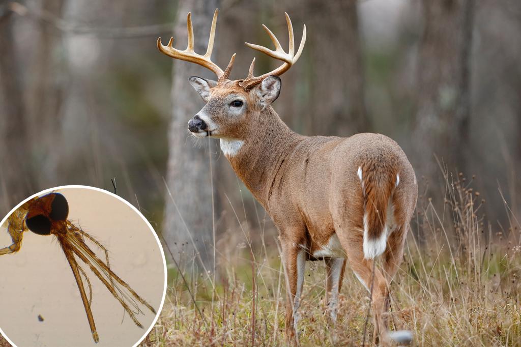 Outbreak of deer-killing virus prompts warning to meat eaters