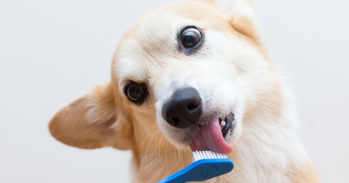 Vet-approved dental powder offers an alternative when brushing a dog or cat’s teeth is impossible
