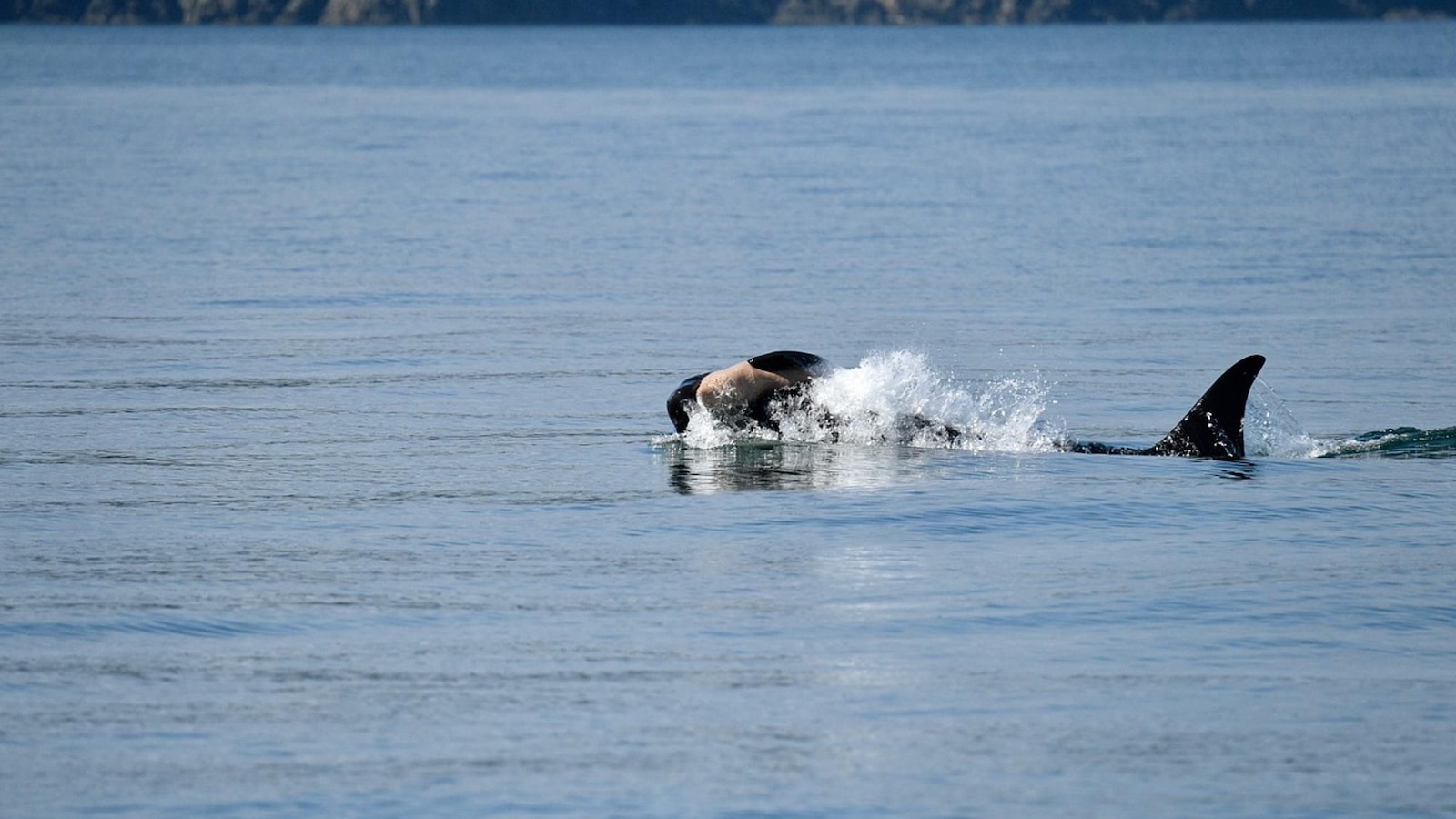 Endangered Southern Resident orca J36 seen carrying dead newborn calf in Washington waters