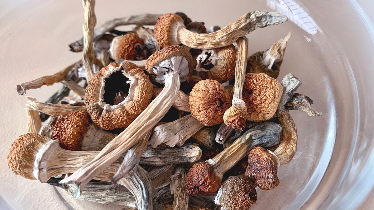 Psilocybin mushrooms