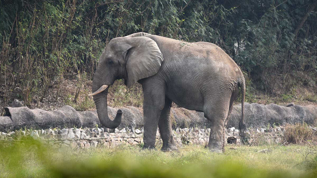 Loneliest elephant dies in Indian zoo after 13 years in isolation