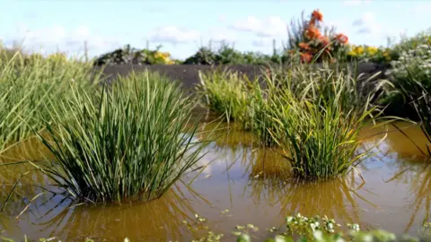 A view of the small rice paddies in Cambridgeshire