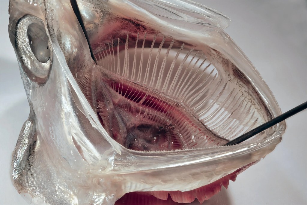 Researchers testing a fish-inspired filter