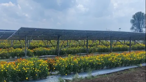 Vegetation growing beneath elevated solar panels