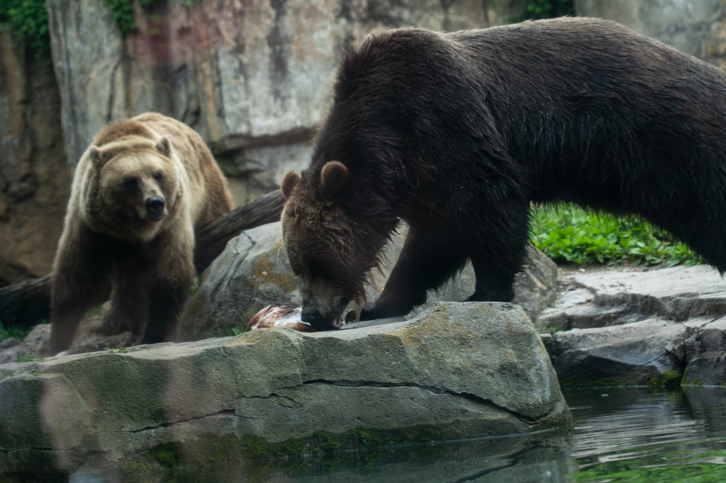 Goldfish feeding trial with sea lions