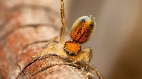 Close-up of a peacock spider during a courtship display