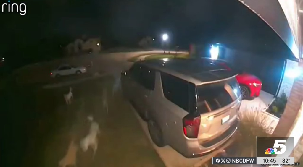 Dogs seen near homes in Godley