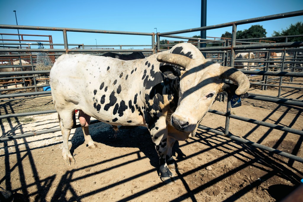 Dirt-filled housing area for bulls