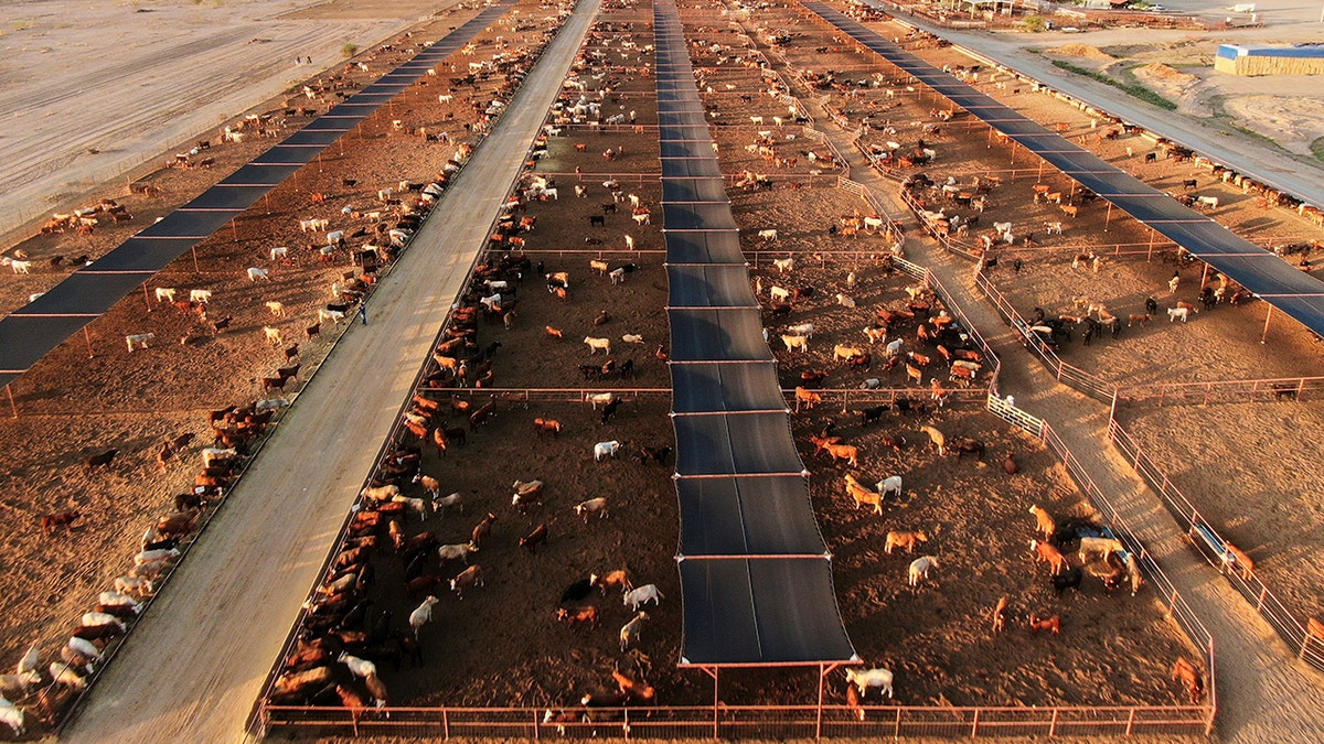 New screwworm case detected near U.S. border as outbreak expands in Mexico cattle