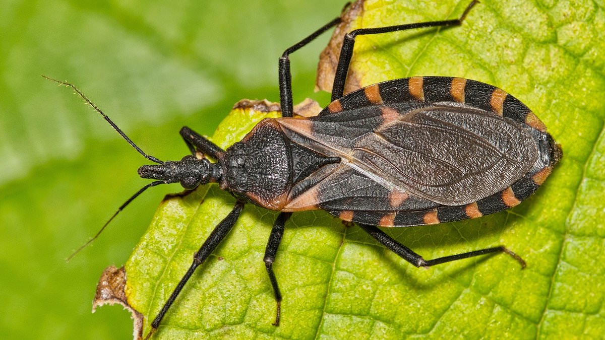 Health officials say Chagas disease is now endemic in the U.S.; experts outline early signs