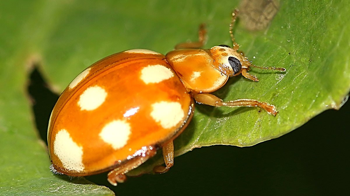 Orange-and-white 'little arboreal' ladybird recorded in UK for first time