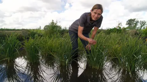 Britain's first rice crop ripens in Cambridgeshire as climate-change farming trial progresses