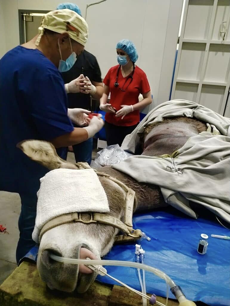 Cupid recovering after surgery