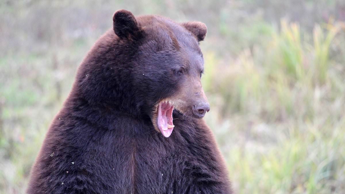 Colorado dog walker scratched after tripping while fleeing mother bear and cub in Boulder