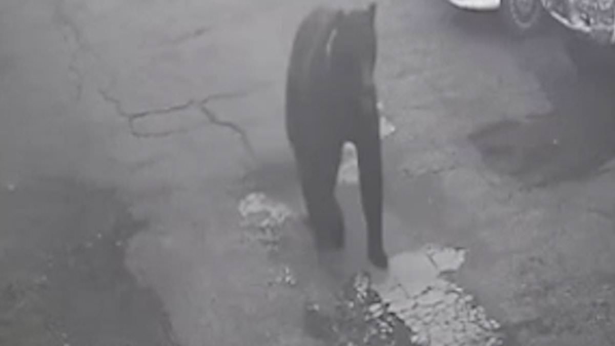 Bear Rampage in Petropavlovsk-Kamchatky Leaves 84-Year-Old Dead as Boy Survives by Playing Dead