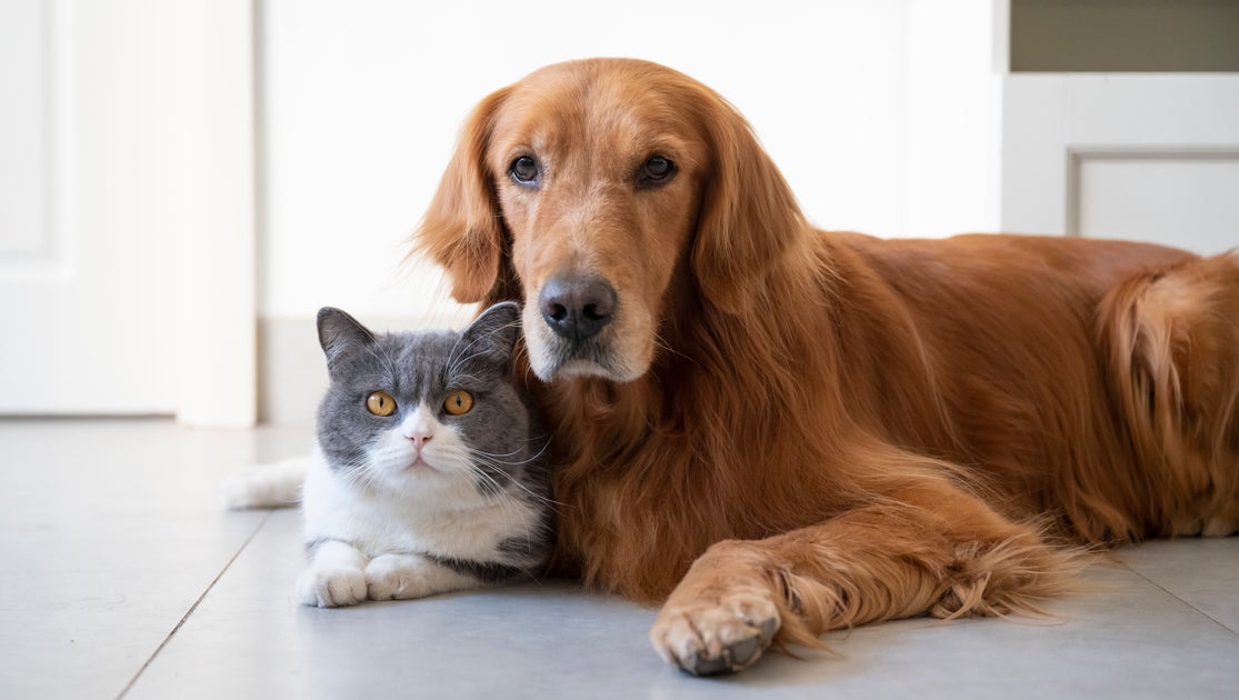 Hydration for Pets: A $20 Water Fountain Could Improve Your Cat or Dog’s Health