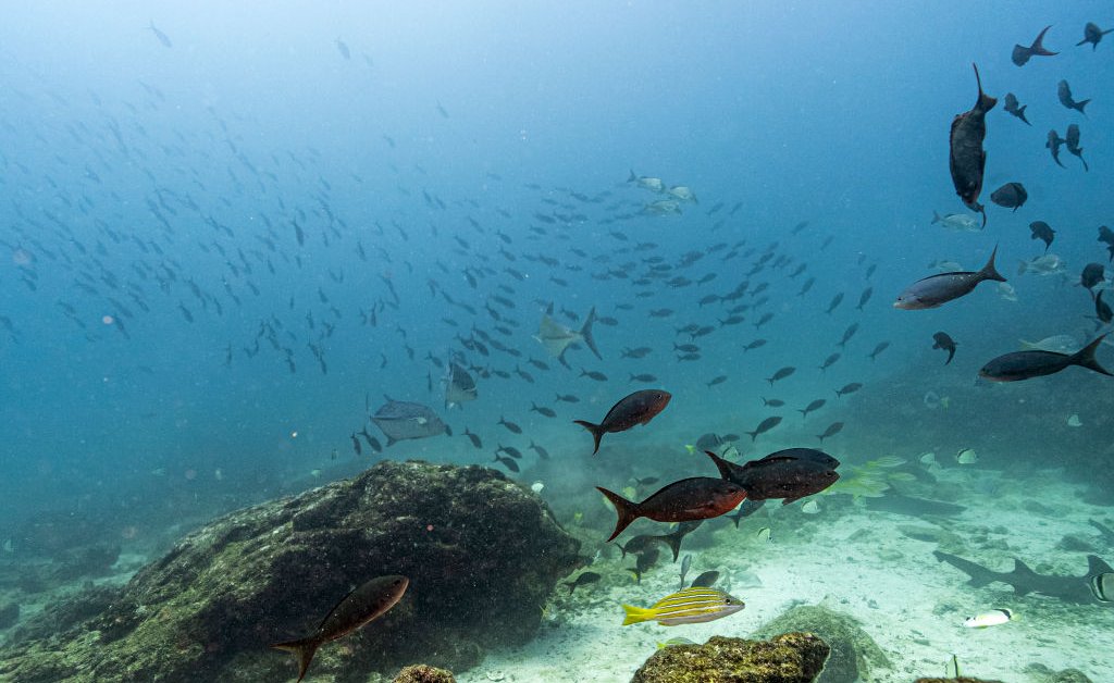 High Seas Treaty Poised to Take Effect as Nations Prepare Ratifications at U.N. General Assembly