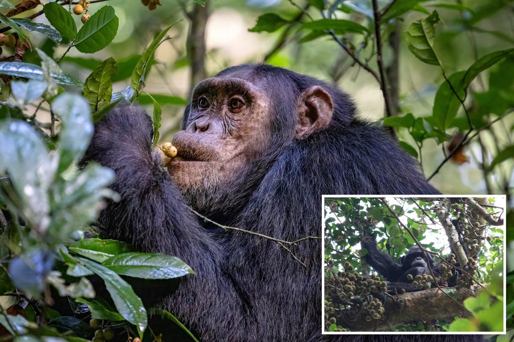 Wild chimpanzees drink two cocktails' worth of alcohol daily from boozy fruit, study finds
