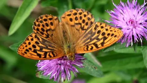 Close-up of a Silver-washed Fritillary on a leaf