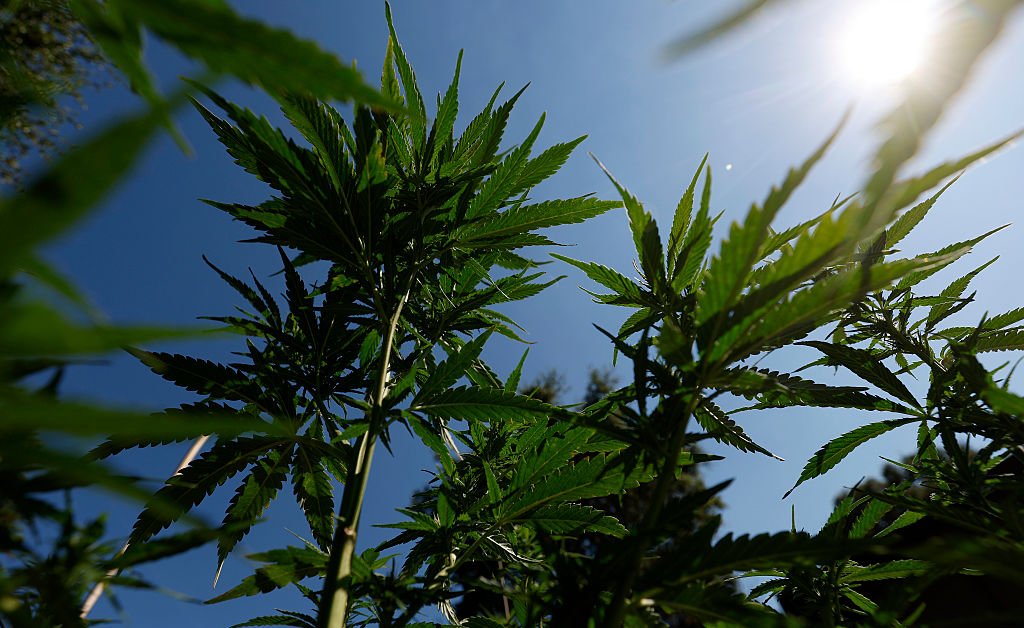 Trump Signs Order to Loosen Restrictions on Marijuana: What to Know