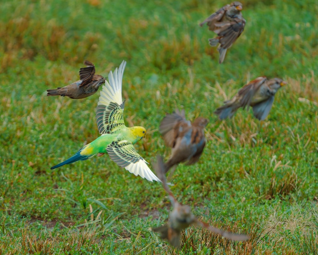 Mei Mei in wild Central Park