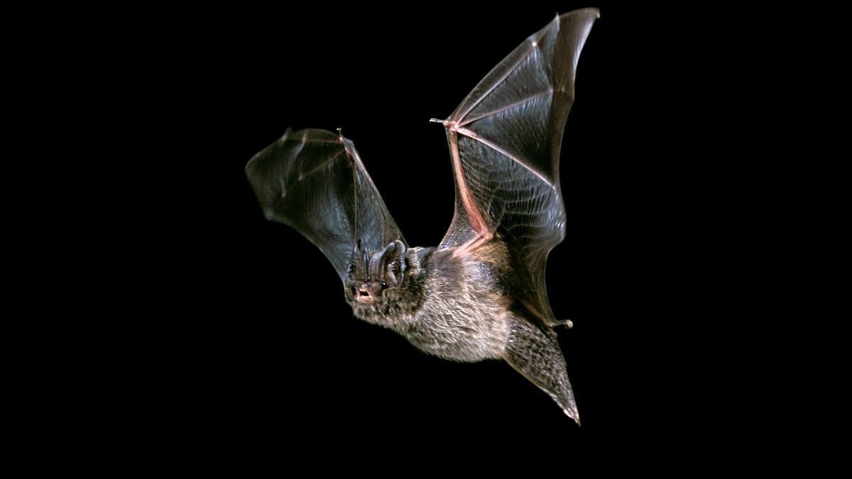 Bat discovery imperils final section of Lincolnshire relief road after council leader rejects £4.3m mitigation