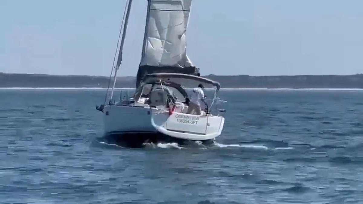 Pod of orcas sinks tourist sailboat off Portugal; nine people rescued