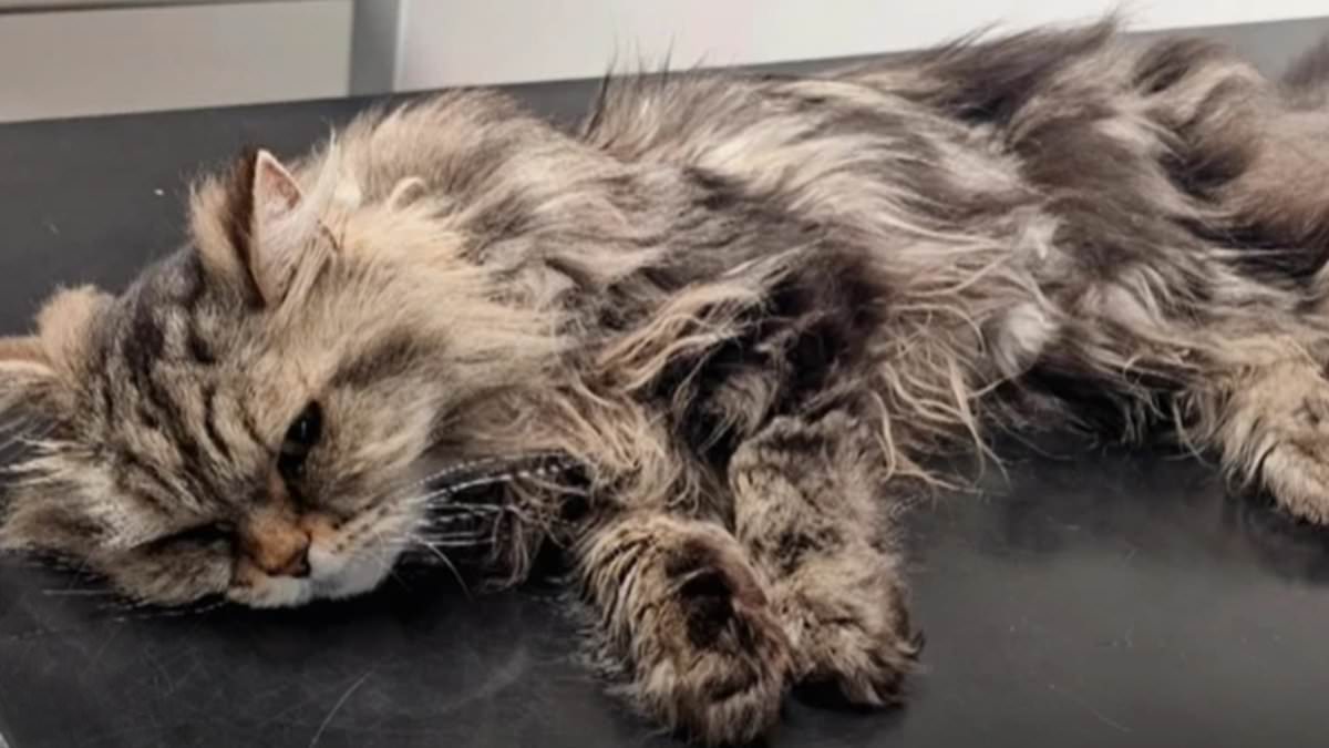 Counterfeit flea treatment nearly kills pet cat, owners and regulators warn