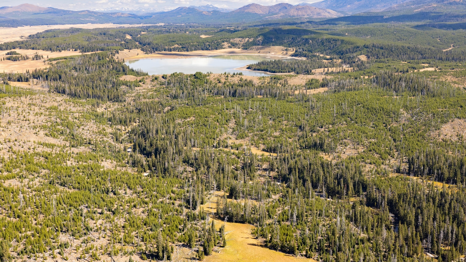 Yellowstone trail closed after bear attack on hiker; no immediate update on condition