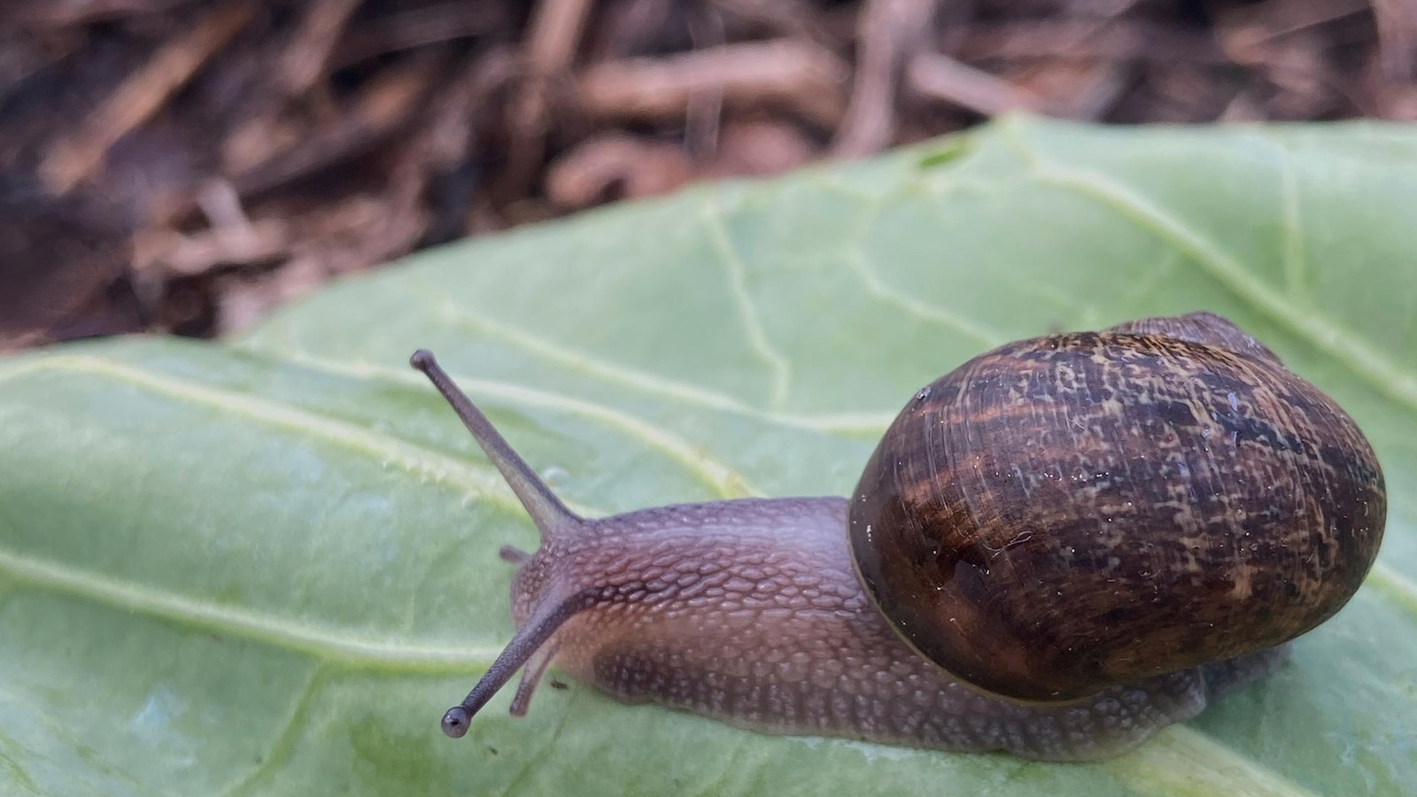 Left-coiled garden snail 'Ned' faces unlikely chance of mating; finder launches search for match
