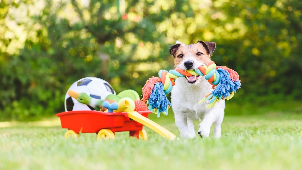 These pet toys help curb chewing and soothe anxiety
