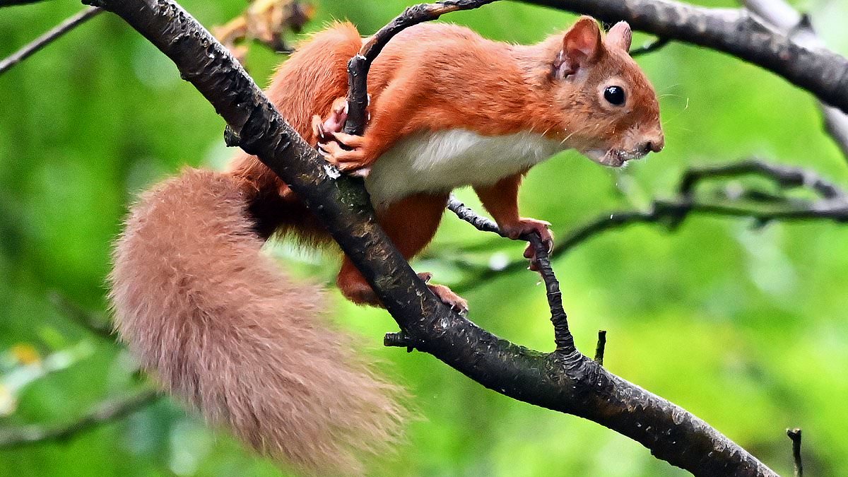 Bloodthirsty Squirrels Rampage in California: Attacks Reported in San Rafael