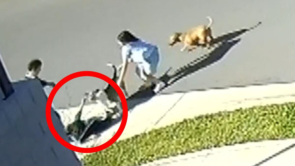 Two roaming dogs attack three children near Sydney schools; investigation underway