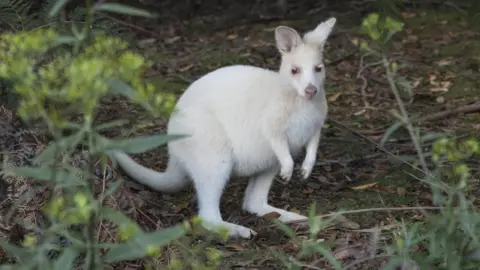 White wallaby rescued from Kent roadside and returned to owner