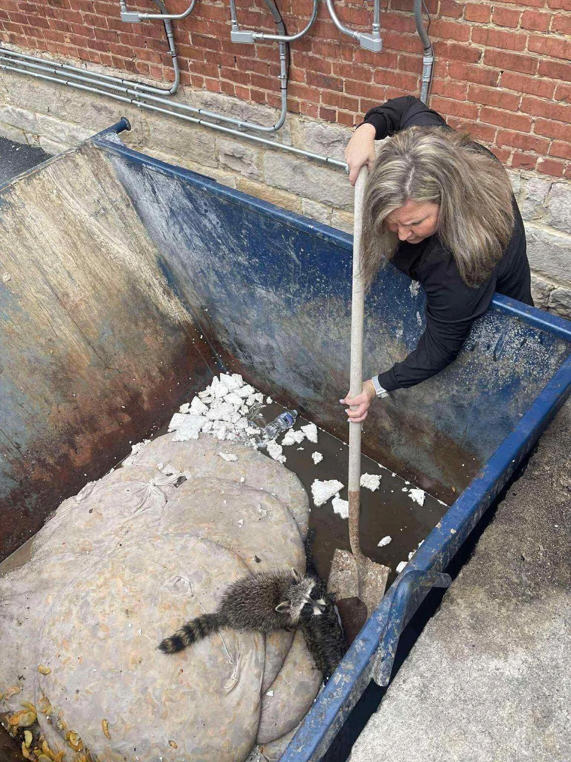 Raccoon being tended to after rescue