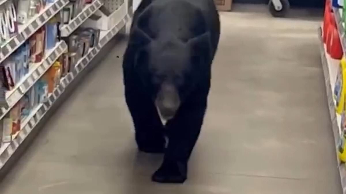 Bear euthanized after rampage through Vernon Dollar General; 90-year-old woman injured