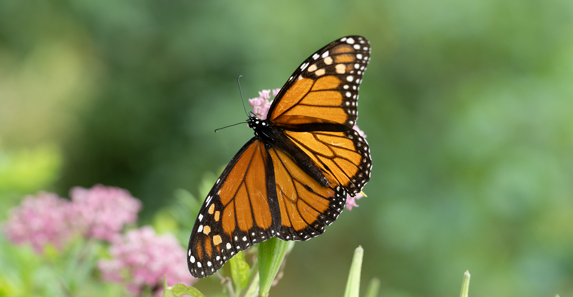Monarch Migration Persists in New York City as Urban Plantings Provide Critical Habitat