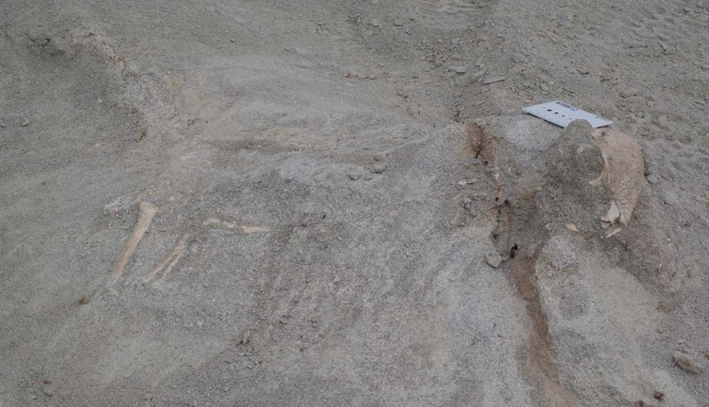 Pre-excavation Zavacephale rinpoche