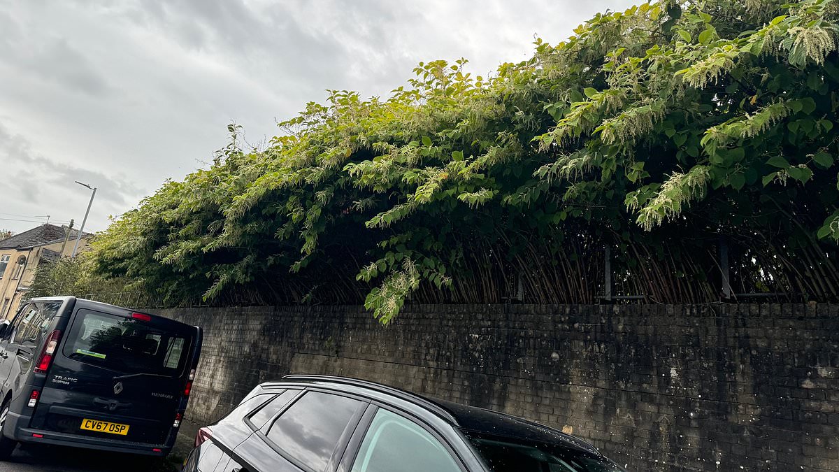 Welsh developer says he has spent more than £1 million removing Japanese knotweed from sites