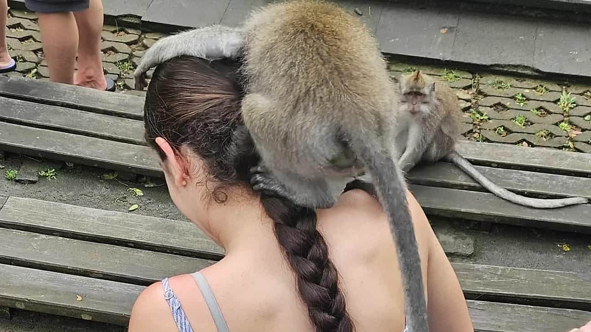 Australian girl bitten by Bali monkey prompts travel cost and rabies risk warnings