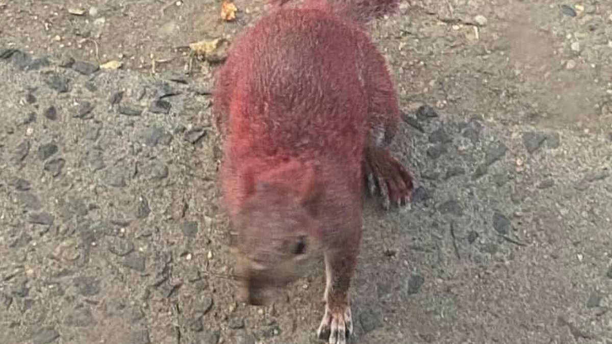 Brightly painted squirrels spotted in Connecticut neighborhood; officials warn of health risks
