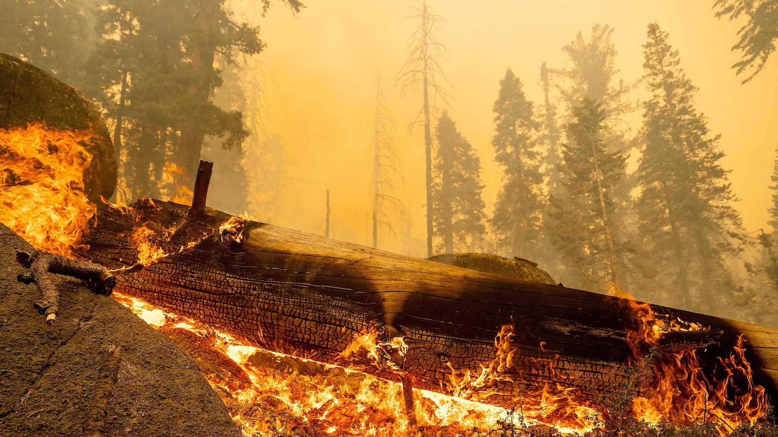 Lightning-sparked blaze burns through grove of giant sequoias in California's Sierra National Forest