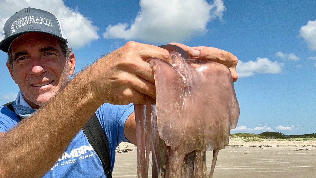 pink meanie jellyfish in water