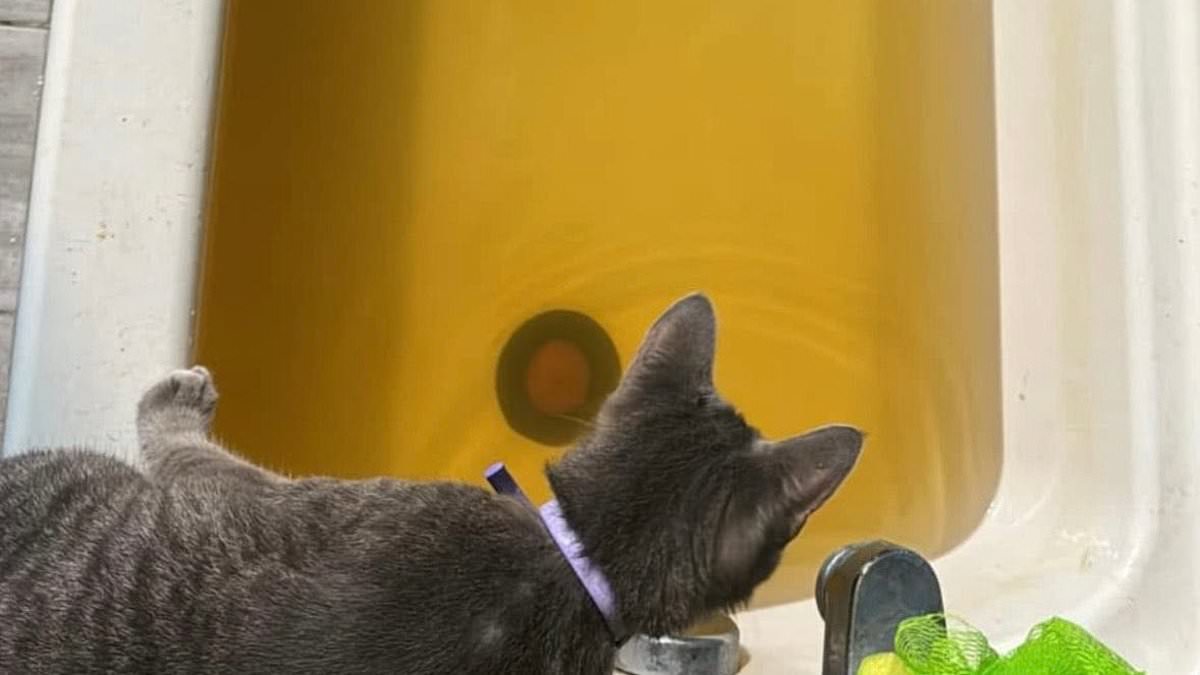 Erin Brockovich urges action as Lapel residents report fluorescent yellow water