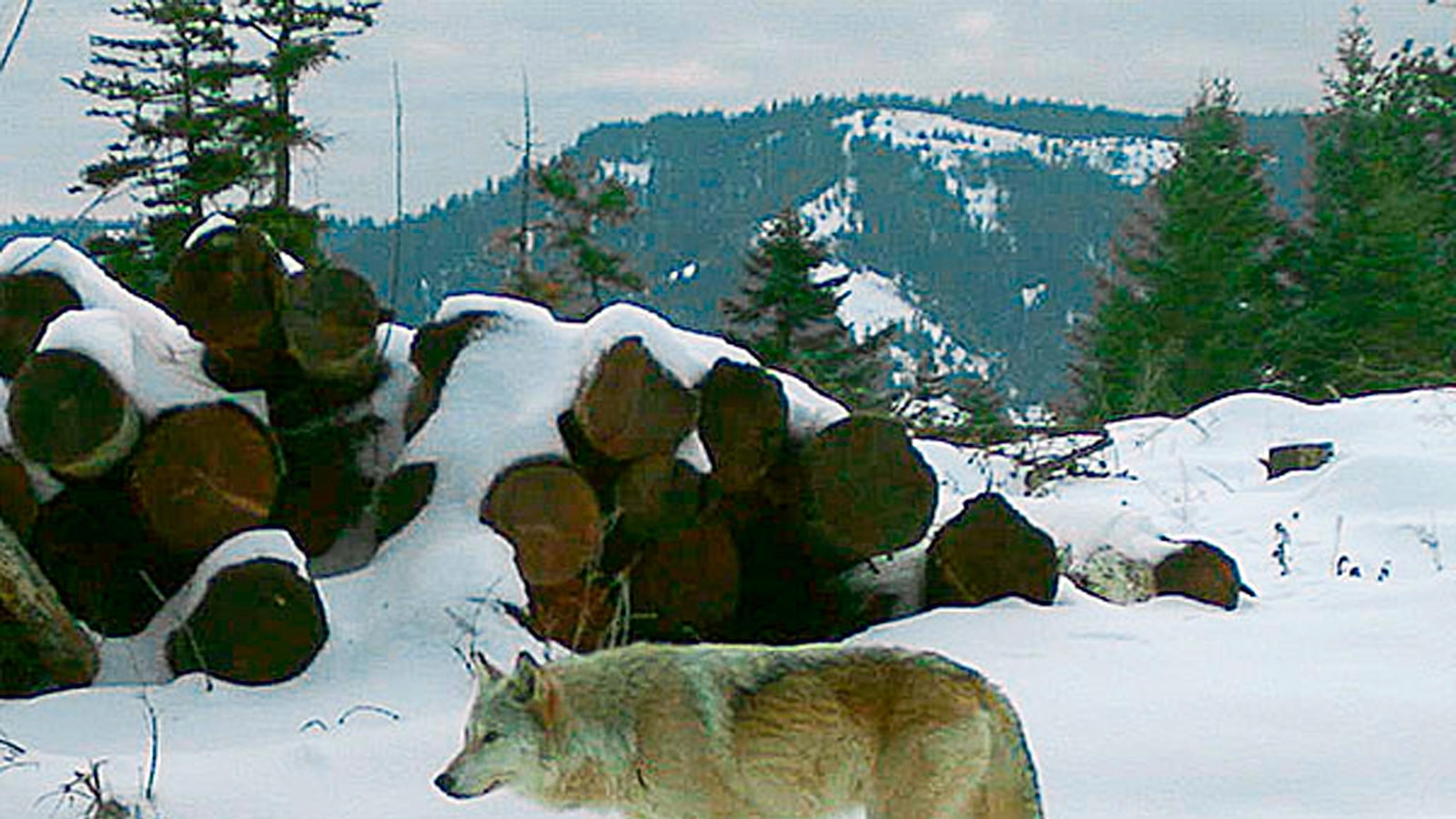Biologists use drones blasting AC/DC and movie clips to scare wolves away from cattle