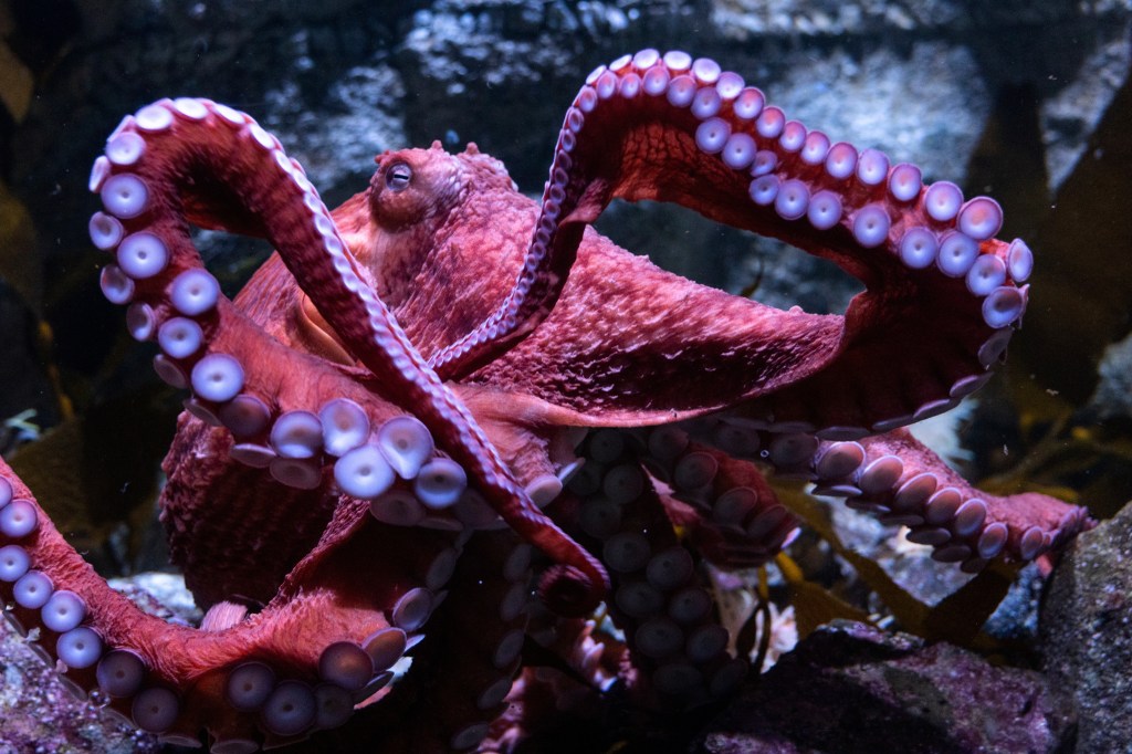 Beloved giant Pacific octopus at Aquarium of the Pacific enters final stage of life while guarding unfertilized eggs